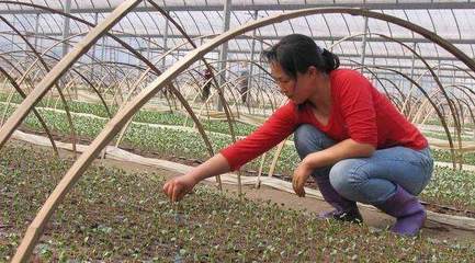 农业托管服务 助推农业现代化，新政落地时间表明确