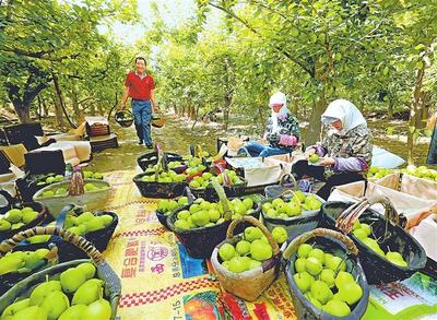 从“谁来种地”到“把地种出彩” 甘肃省农业生产托管社会化服务驶入快车道