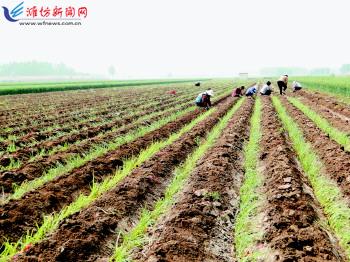 农业生产托管服务 赋能现代农业，绘就乡村振兴新图景