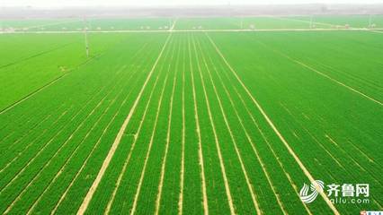 2022年农业社会化服务典范 高唐合作社以托管服务引领现代农业新篇章