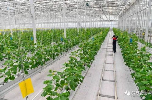 现代设施农业与农业生产托管 农民致富的新路径
