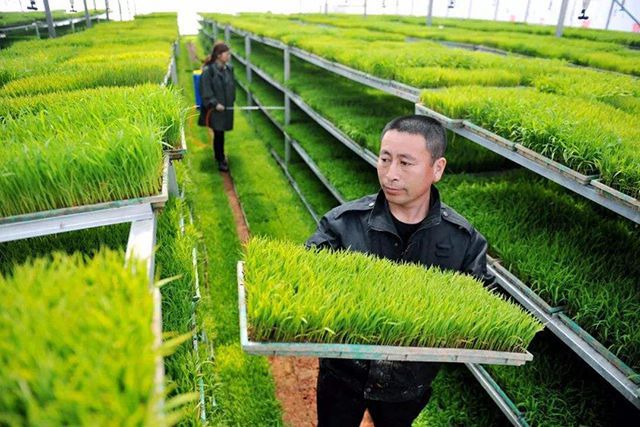 外出务工地不抛，农业生产托管服务解忧